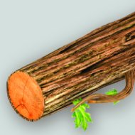 Branches
